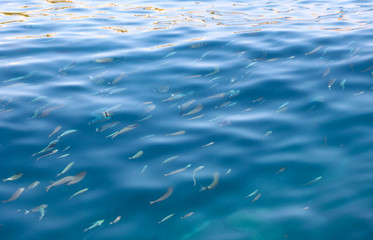 Fish in the blue water of the sea as a background