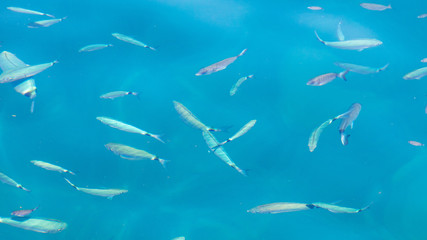 Fish in the blue water of the sea as a background