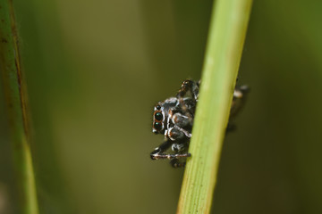 Fototapeta premium Macro photography jumping spider sit on grass stalk. Beauty in nature
