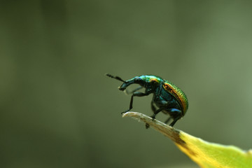 Byctiscus populi on a damaged leaf. Beauty in nature