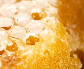 Bee honey in honeycombs as a background