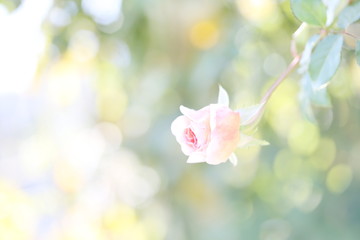 薔薇