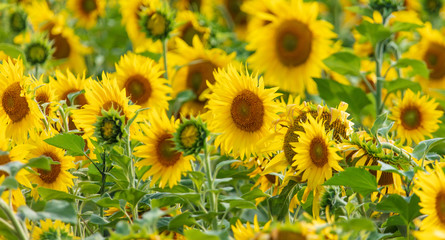 Obraz premium Sunflowers grow in the field