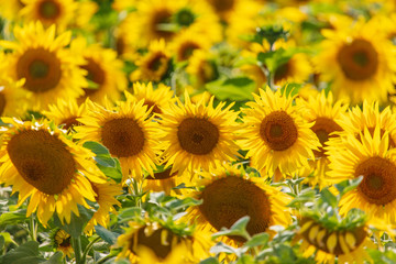 Obraz premium Sunflowers grow in the field