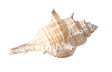 Sea shell isolated on a white background