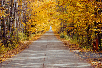 Fototapeta na wymiar Empty countryside asphalt road in autumn forest. Sunny day with yellow leaves