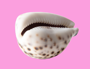 Sea shell isolated on a pink background