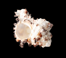 Sea shell isolated on a black background
