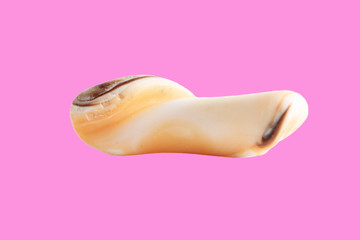 Sea stone from shell isolated on pink background