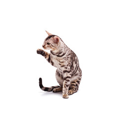 Beautiful young Bengali cat on a white background