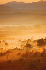 Autumn landscape of the beautiful forest, at sunrise