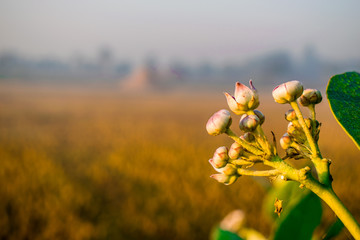 fresh and healthy growing giant milkweed with beautiful crown flowers and cloudy sky in the background 