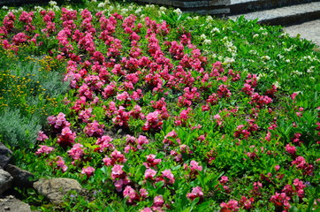 colorful flower bed in the summer park