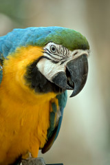 this is a close up of a blue and gold macaw