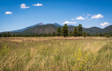 Fototapeta premium The Arid Landscape of Flagstaff, AZ