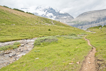 Hiking in Snowbird pass trail in Mt. robson provincial park