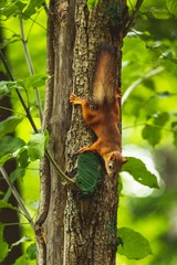brown squirrel on tree
