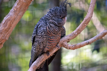 the  female gang-gang parrot is resting on a branch