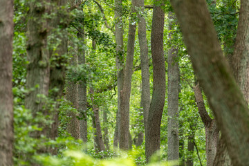 Fototapeta premium German Moor forest landscape with fern, grass and deciduous trees in summer