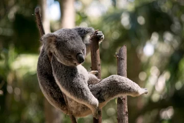 Keuken spatwand met foto the koala is sitting in the fork of the tree © susan flashman