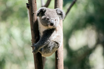 the young koala is climbing a tree