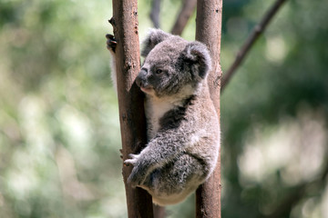 this is a side view of a  young koala