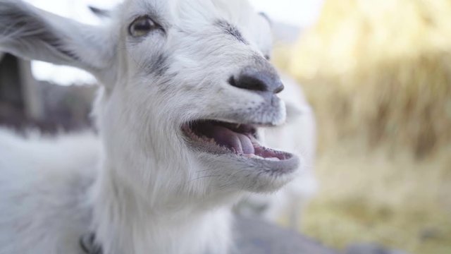 Little goat opens his mouth. Animal head close up, 4k
