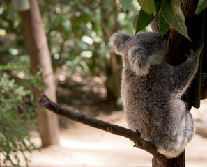 the joey koala is eating leaves