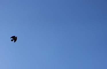 Crow flying across the sky as background