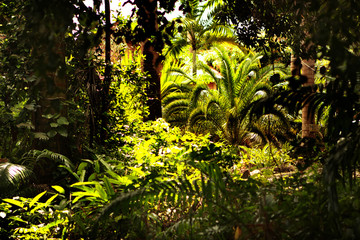 green leaves in a jungle setting