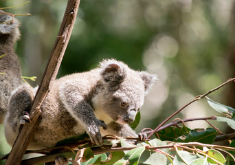 the joey koala is reaching out for gum leaves