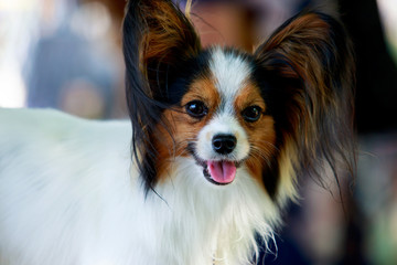 Dog breed papilon close up