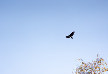Crow flying across the sky as background