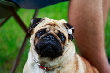 pug dog breed
