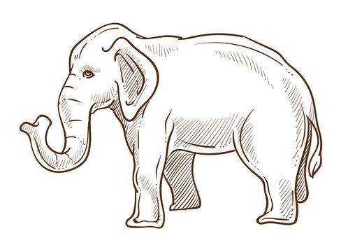 Elephant animal standing side view hand drawn sketch illustration