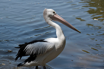 this is a side view of an Australian pelican