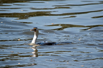 the pied cormorant is swimming in the pond