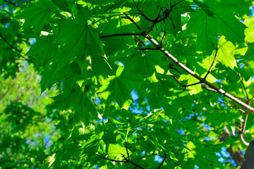 Fototapeta na wymiar Green maple leaves on a tree. Abstract, natural background. A lot of green leaves.