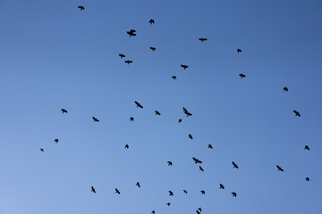 Crows flying across the sky as background