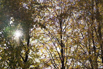 The sun shines through the trees in autumn