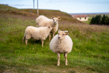 Sheep, Stafafell, Iceland