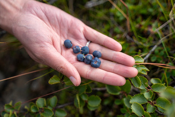 Blueberries, Stafafell, Iceland