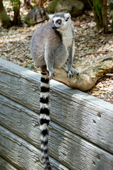 the ring tail lemur is resting on a wall