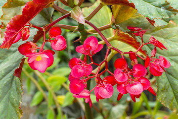 Begonia lucernae beautiful flower blooming in flower garden
