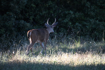 buck in the woods