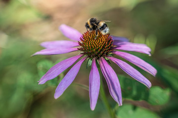 Purple flower with a bee