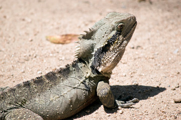 this is a side view of a water dragon