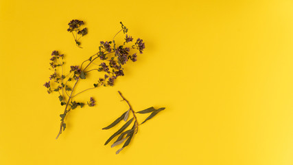 Dried oregano branch and sea buckthorn leaves. Herbal tea set. Isolated on yellow background.