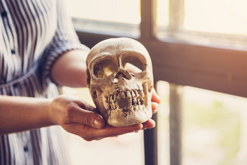 Female hands hold a plaster skull of a person, a copy of the skull with teeth knocked out.
