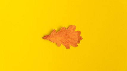 Dry yellow autumn oak leaf isolated on yellow background. Decoration element with copy space.
